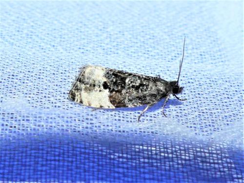 Réf. 304 469 : Hedya pruniana